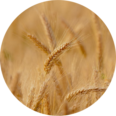 Wheat - Angad